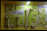 Summer Camp_Week 1 (Animal Planet) รหัส 66 