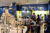 Summer Camp_Week 1 (Animal Planet) รหัส 66 