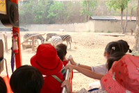 Summer Camp_Week 1 (Animal Planet) รหัส 66 