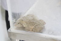 Frog Anatomy ป.6