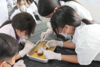 Frog Anatomy ป.6