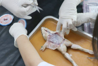 Frog Anatomy ป.6