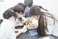 Frog Anatomy ป.6