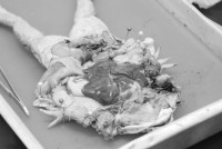 Frog Anatomy ป.6