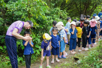 Ginger Farm K3/68