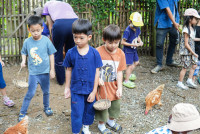 Ginger Farm K3/68