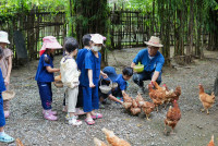 Ginger Farm K3/68