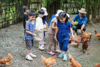 Ginger Farm K3/68