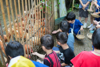 Ginger Farm K3/68