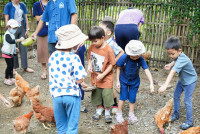 Ginger Farm K3/68