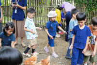 Ginger Farm K3/68