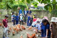 Ginger Farm K3/68