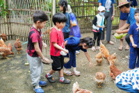 Ginger Farm K3/68