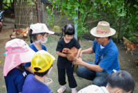 Ginger Farm K3/68