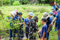 Ginger Farm K3/68