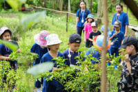 Ginger Farm K3/68