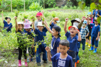 Ginger Farm K3/68