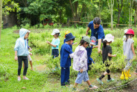 Ginger Farm K3/68