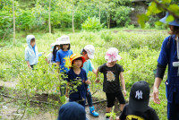 Ginger Farm K3/68