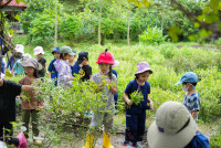 Ginger Farm K3/68