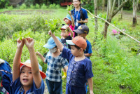 Ginger Farm K3/68