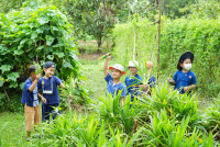 Ginger Farm K3/68