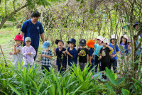 Ginger Farm K3/68