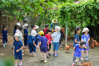 Ginger Farm K3/68