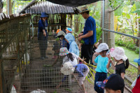 Ginger Farm K3/68