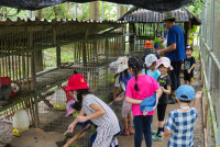 Ginger Farm K3/68