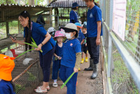 Ginger Farm K3/68