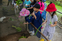 Ginger Farm K3/68