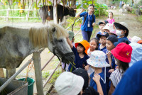 Ginger Farm K3/68