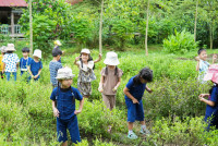 Ginger Farm K3/68