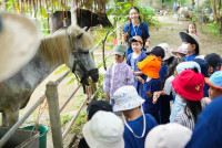 Ginger Farm K3/68