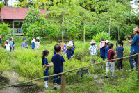 Ginger Farm K3/68