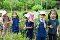 Ginger Farm K3/68