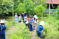 Ginger Farm K3/68
