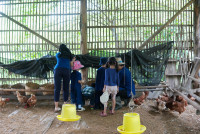 Ginger Farm K3/68