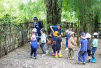 Ginger Farm K3/68