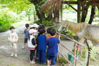 Ginger Farm K3/68
