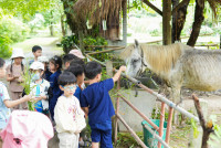 Ginger Farm K3/68