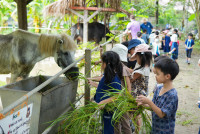 Ginger Farm K3/68