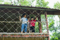 Ginger Farm K3/68