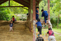Ginger Farm K3/68