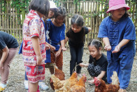 Ginger Farm K3/68