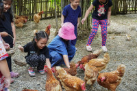 Ginger Farm K3/68