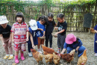 Ginger Farm K3/68