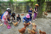 Ginger Farm K3/68