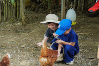 Ginger Farm K3/68